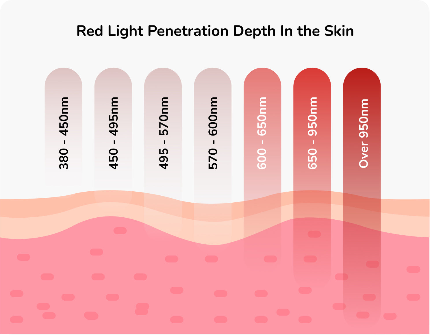 Skin infographic on Red Light Penetration depth